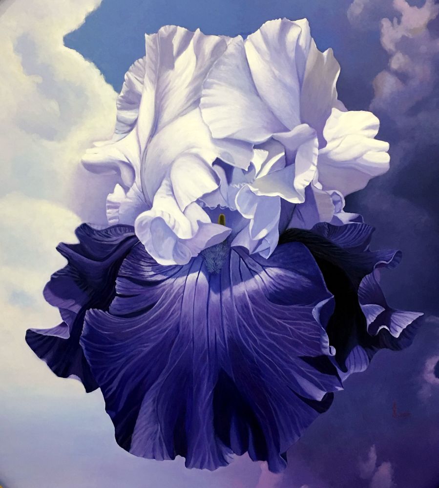 Purple Blue Iris